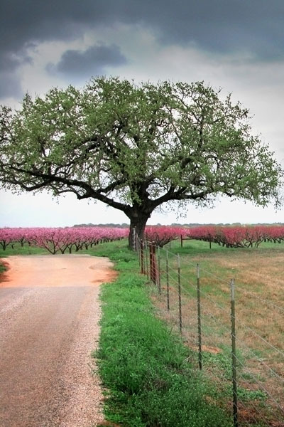 fredericksburg-peach-orchard